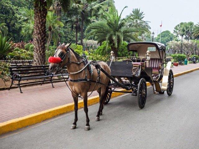 Horse carriage city tour